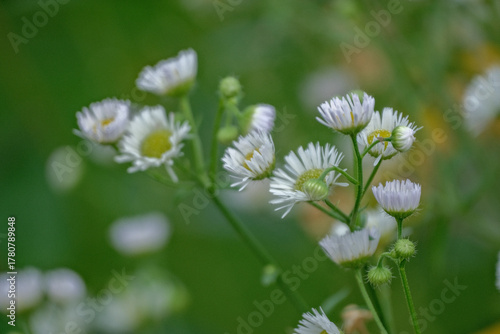 White flower texture background of annual fleabane or daisy fleabane or eastern daisy fleabane Erigeron annuus	