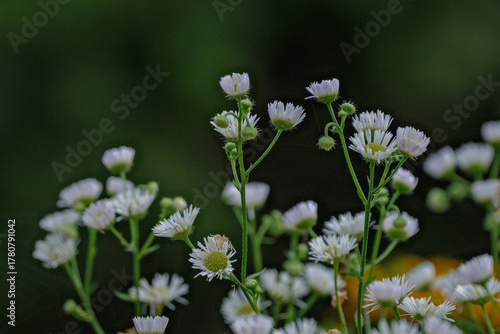 White flower texture background of annual fleabane or daisy fleabane or eastern daisy fleabane Erigeron annuus	