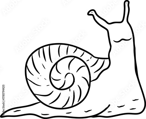 Hand Drawn Snail