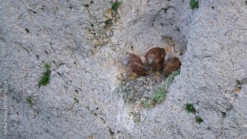 Common kestrel (Falco tinnunculus) chicks, birds stretching wings in nest