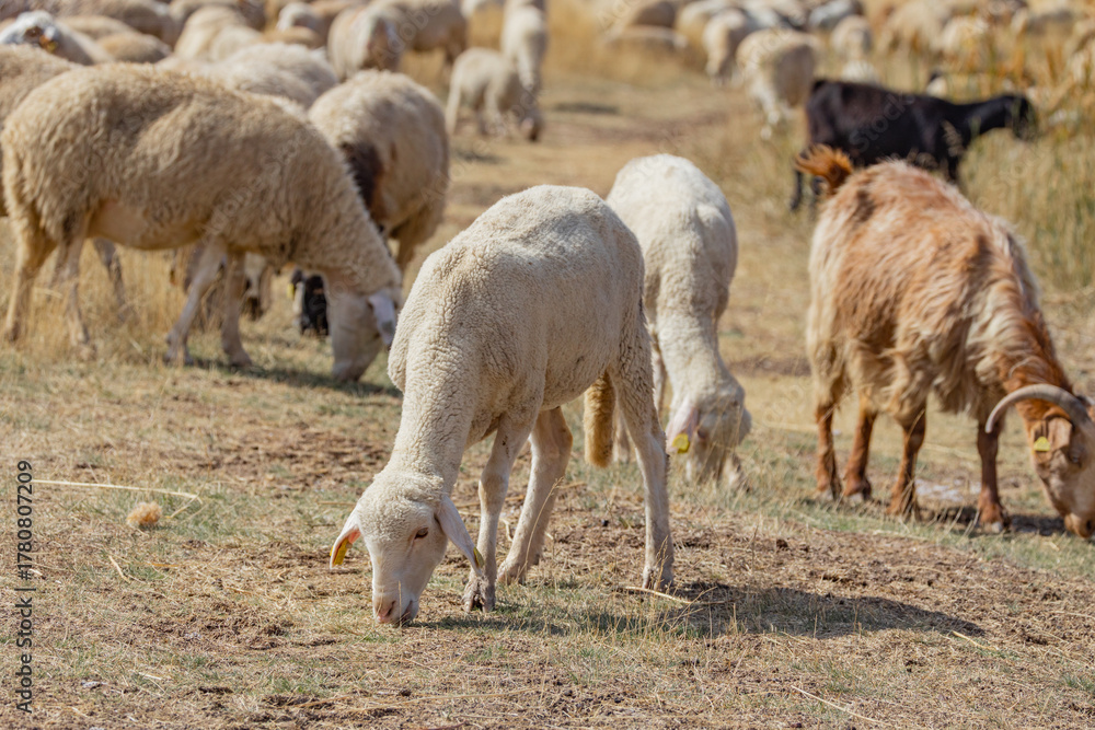 Obraz premium sheep, animal, farm, lamb, field, agriculture, wool, grass, white, farming, nature, mammal, ewe, spring, livestock, grazing, green, pasture, meadow, lambs