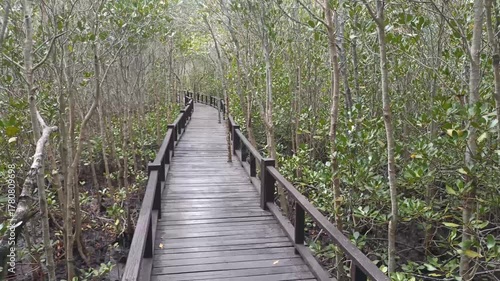 wooden pathway walkway in mangrove tree forest in Thailand
