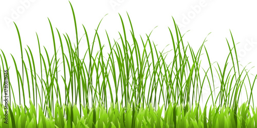 Green grass field vector illustration on white background.  March, abstract herbal floor vector illustration. Park, yard, garden natural landscape decoration