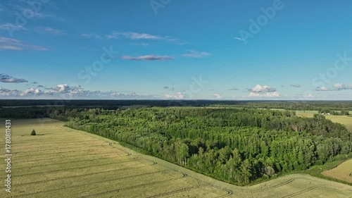 Aerial still drone video in Estonia. Scenic view of golden farmland, dense green forest, single tree in field, and wide horizon under blue summer sky with clouds