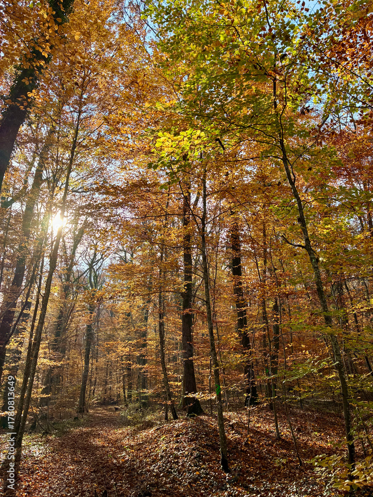 Fototapeta premium automne