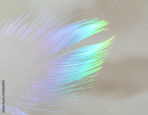 虹色の光が当たる羽・フェザーの背景素材　美容　スピリチュアルなイメージ　神秘的