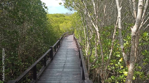 wooden pathway walkway in mangrove tree forest in Thailand