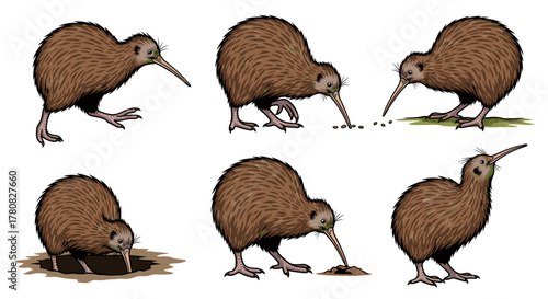 A set of six detailed illustrations showing the New Zealand kiwi bird in various natural poses and activities like foraging and digging.