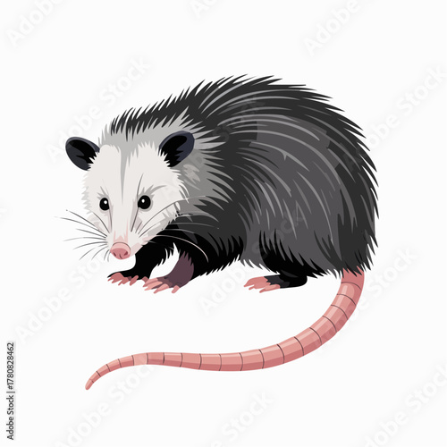 A detailed vector illustration of a North American opossum with grey and white fur isolated on a white background.