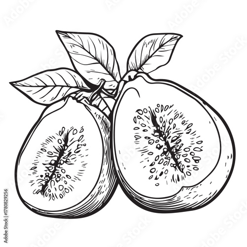 vector illustration of guava with leaves