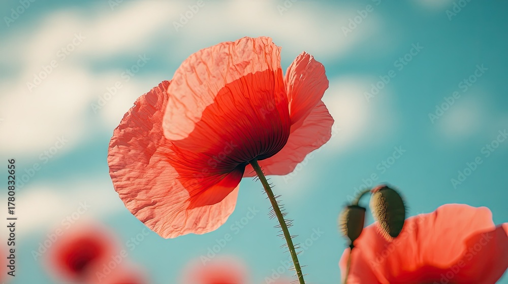 Obraz premium Macro shot of poppy petals in sharp detail with sky blurred softly in the background, emphasizing color contrast and natural elegance