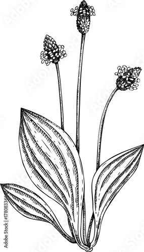 Ribwort platain. Apothecary plant drawing. Medicinal Herb hand drawn vector illustration. NOT AI generated