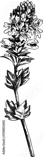 Euphrasia sketch. Eyebright - apothecary plant drawing. Medicinal Herb hand drawn vector illustration. NOT AI generated