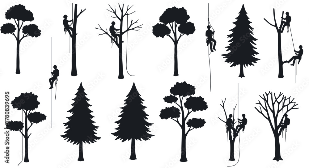Fototapeta premium Silhouette of arborists climbing various trees for maintenance and pruning
