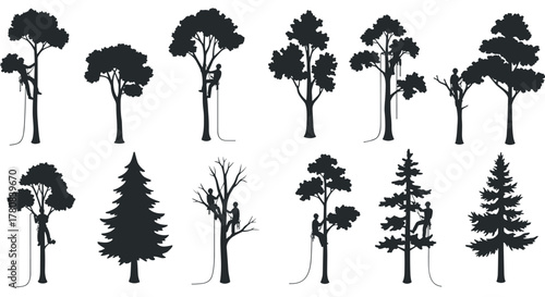 Tree climber silhouettes arborists climbing various tree types