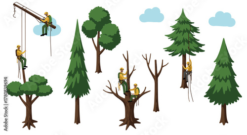 Tree climbing arborists performing tree maintenance and pruning in forest setting