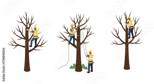 Tree surgeons pruning branches professional arborists climbing trees for maintenance