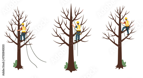 Tree climber workers in safety gear performing arborist tasks on leafless trees