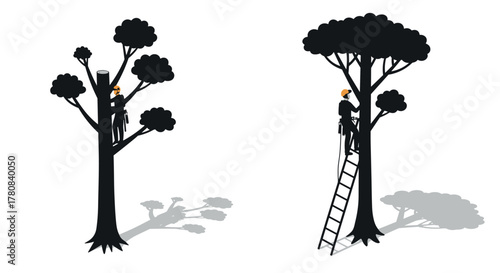 Silhouette of arborist climbing and pruning tall trees with ladder and ropes