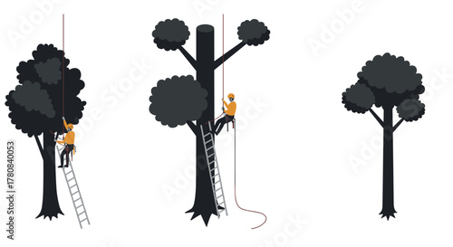 Tree climbing arborist with rope and ladder performing pruning and trimming on tall trees