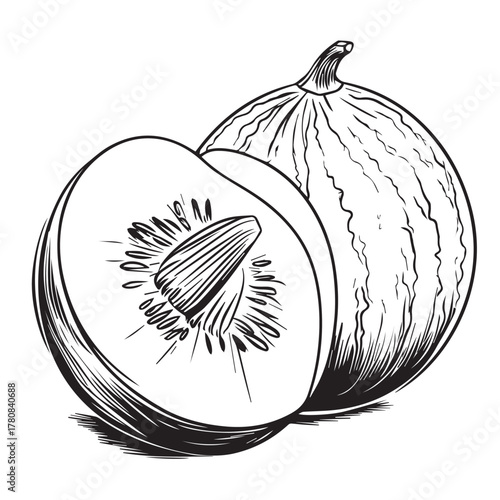 hand drawn vector illustration of  melon
