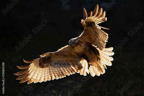 golden eagle in flight