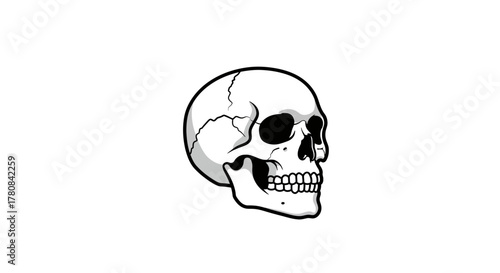 Stylized Monochrome Illustration of a Human Skull, a Detailed Graphic Depiction of Skeletal Anatomy with a Classic and Striking Aesthetic for Design Projects