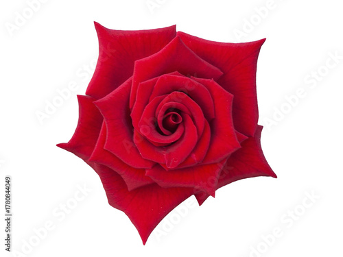 Red velvet rose isolated on transparent background, png