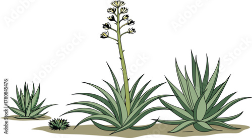 Desert agave plants reach for the sun, a botanical study in resilience and beauty, perfect for environmental design projects and artistic inspiration