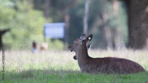 White-tailed deer hind lying with its young ruminating in a plain and observing park visitors. Odocoileus virginianus, Réserve de la Haute-Touche, Azay le Ferron, Indre 36, région Centre, France