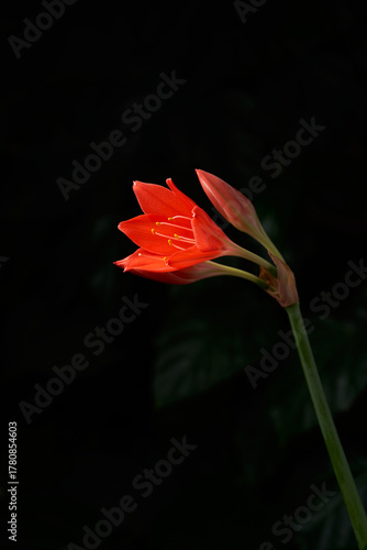 Close-up of a red Valotta lily flower isolated on a dark background with soft lighting. Studio shooting.