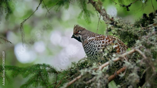 Hazel grouse (Tetrastes bonasia), camouflaged bird in forest