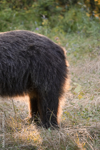 View of the dark, coarse fur of a wild animal's rear shimmers in the golden light amidst the dry grasses, Bucharest, Bucharest, Romania.