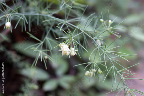 Branch of flowering Asparagus umbellatus endemic  to the Canary Islands and used as an ornamental house plant in Europe (Tenerife, Sapin)