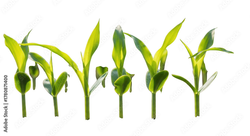 Fototapeta premium Young corn plant isolated on transparent background with vibrant green leaves