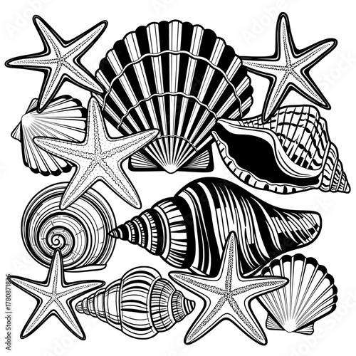 Seashells and starfish marine life illustration