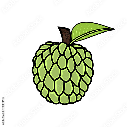 custard apple fruit and leaves vector illustration