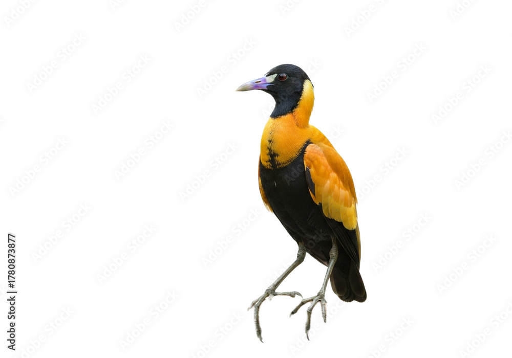 Fototapeta premium jacana with transparent PNG background