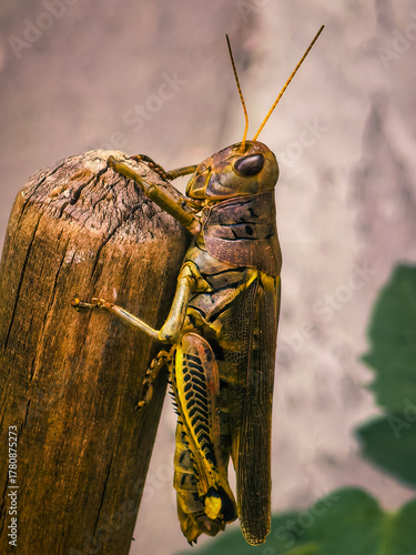 American bird grasshopper (Schistocerca americana)