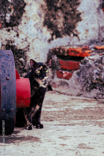 Tortoiseshell cat sitting down in the San Felipe Fortress