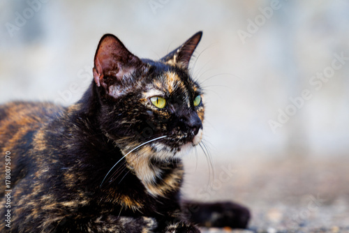 Tortoiseshell cat lying down in the San Felipe Fortress