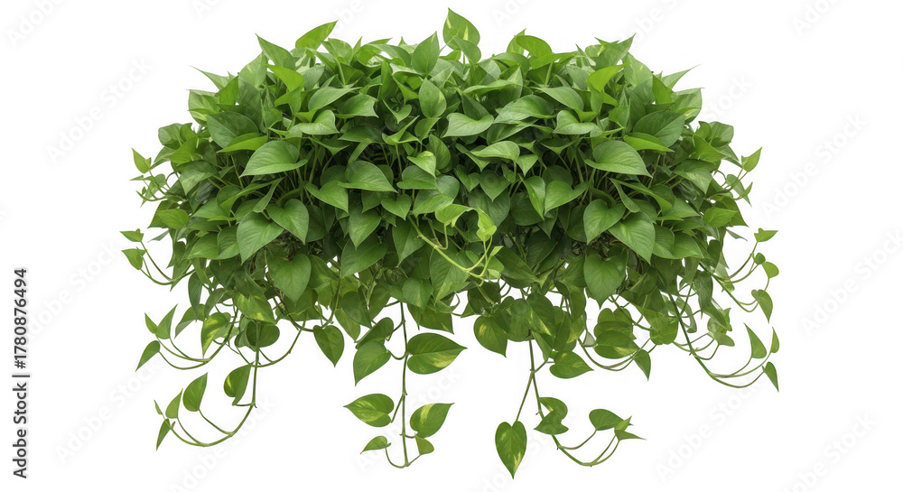 Obraz premium Lush golden pothos plant cascading beautifully