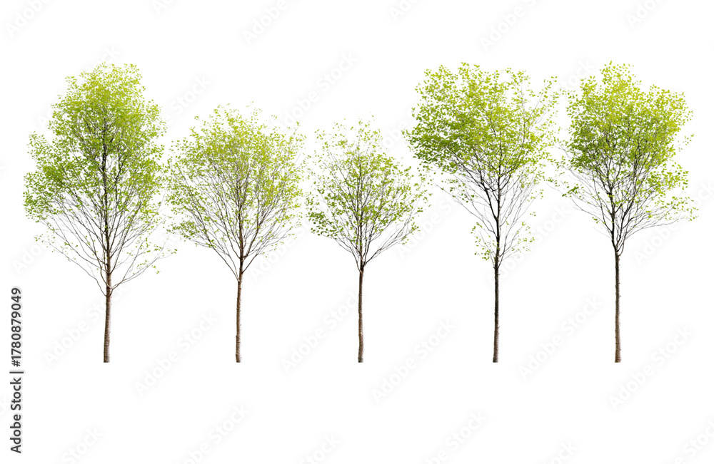 Fototapeta premium A line of five small trees with delicate green leaves, isolated on transparent background