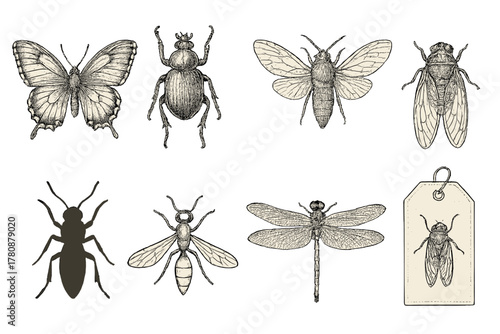 Antique Insect Icons. Line style icons of antique illustrations: butterfly engraving, beetle sketch, moth diagram, cicada drawing;