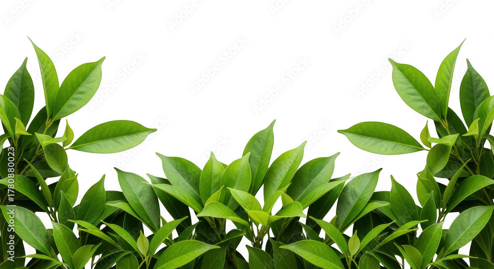 Fototapeta premium Lush green leaves frame a bright, creating a natural border