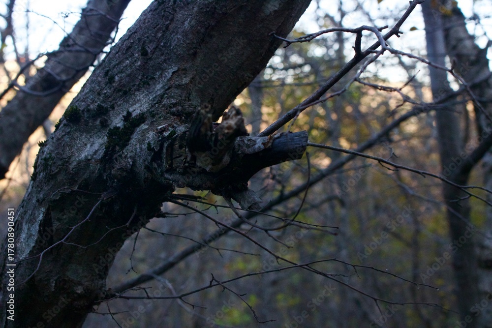Fototapeta premium old tree trunk