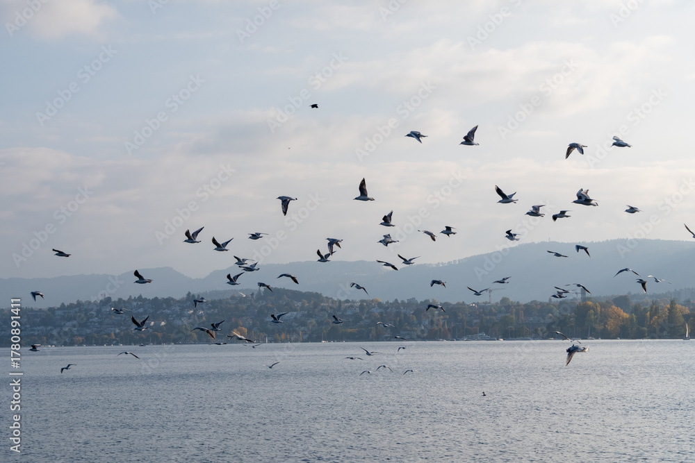 Fototapeta premium A flock of birds flying over a body of water
