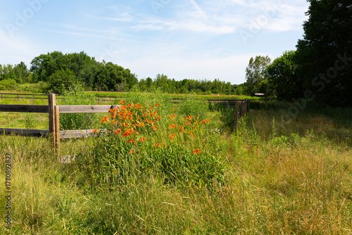 Old wood fence railings and posts surrounding an overgrown riding pen with flowers.