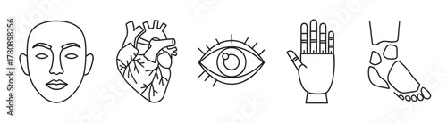Black outline vector illustrations of a human face, heart, eye, hand, and foot, depicting basic anatomical features in a minimalistic linear style.
