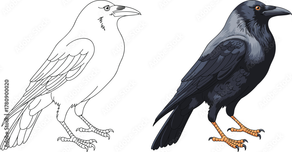 Obraz premium Crow bird illustration, black and white outline, colored artwork, detailed feathers drawing, vector sketch, animal design, educational coloring page resource